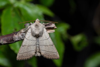 Charanyca trigrammica (šedavka trojčárná)
