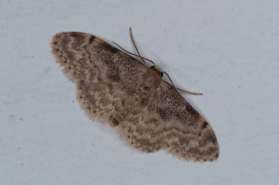 Idaea inquinata (žlutokřídlec senomilný)