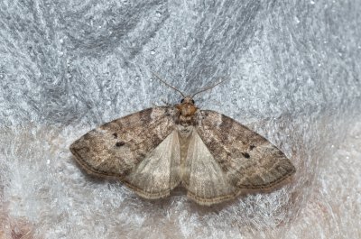 Ochropacha duplaris (můřice dvojtečná)