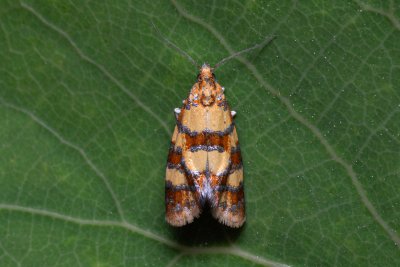 Aethes tesserana (obalečík jestřábníkový)