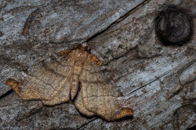 Selenia dentaria (zejkovec řešetlákový)