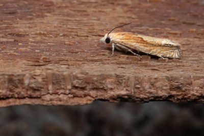 Eucosma hohenwartiana (-)
