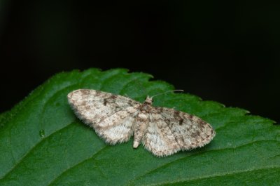 Eupithecia tantillaria (píďalička borová)