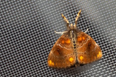 Clethrogyna turbata (-)
