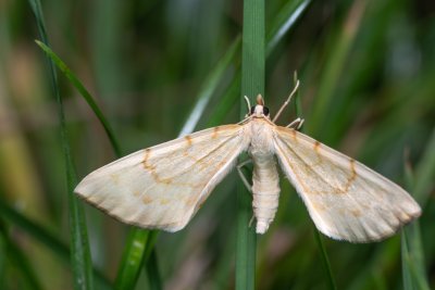 Eulithis pyraliata (píďalka mařinková)