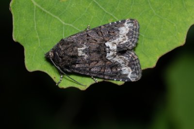 Oligia strigilis (šedavka kroužkovaná)