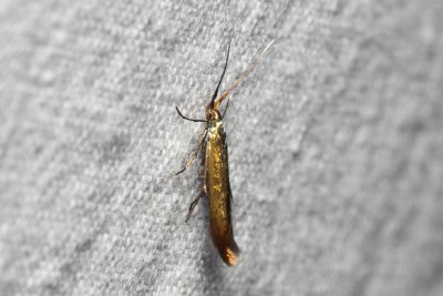 Coleophora frischella (-)