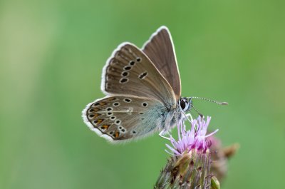 modrásek bělopásný