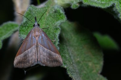 Hypena lividalis (-)