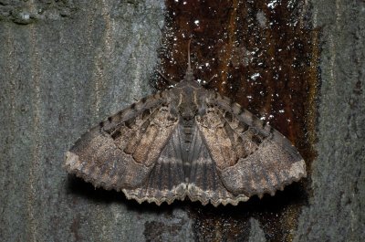 Mormo maura (blýskavka černopásá)