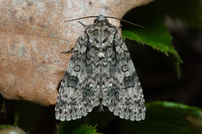 Acronicta rumicis (šípověnka hojná)
