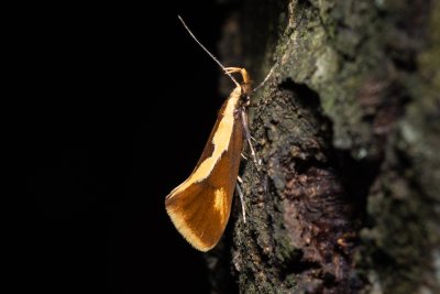 Harpella forficella (krásněnka pařezová)