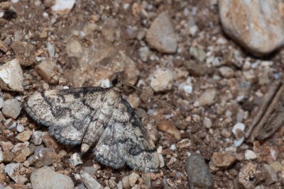 Metasia ophialis (-)