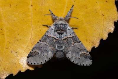 Furcula furcula (hranostajník jívový)