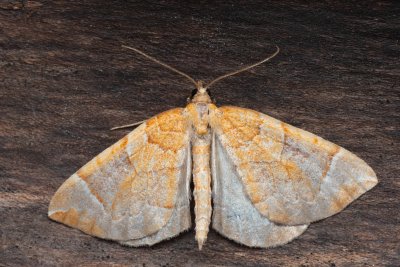 Eulithis testata (píďalka mokřadní)
