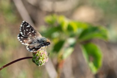 soumračník skořicový