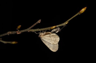Operophtera brumata (píďalka podzimní), Žebětín