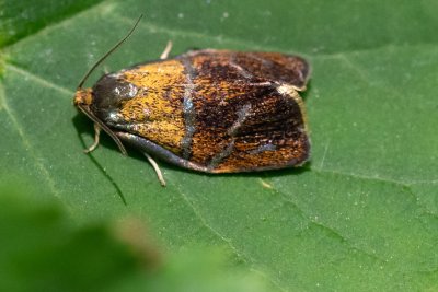 Ptycholoma lecheana (obaleč stříbročarý)