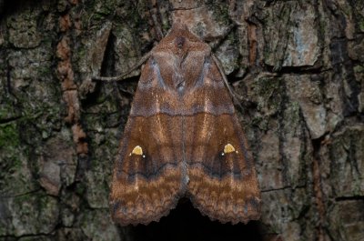 Eupsilia transversa (zimovnice dravá)