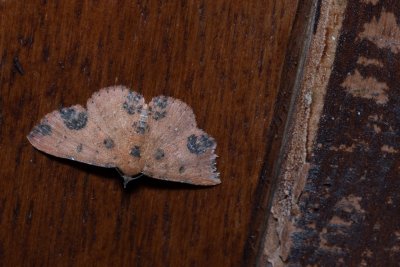 Corgatha sp.