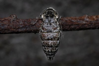 Phigalia pilosaria (drsnokřídlec hrušňový)