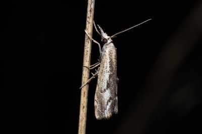 Agriphila tolli (-)