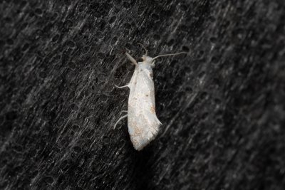 Niphonympha dealbatella (-)