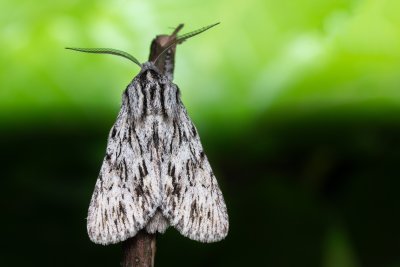 Asteroscopus sphinx (dřevobarvec pozdní)