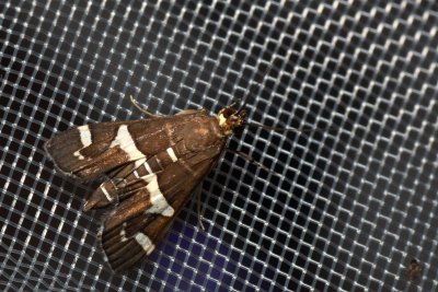 Spoladea recurvalis (-)