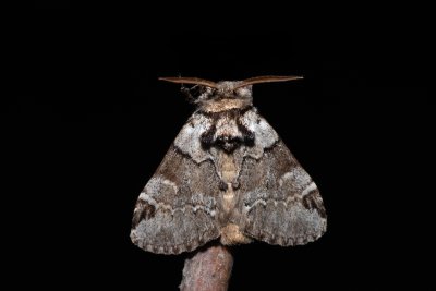 Drymonia obliterata (hřbetozubec tmavoúhlý)