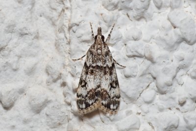Eudonia lacustrata (-)