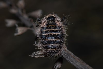 Lycia zonaria (drsnokřídlec bělopásný)