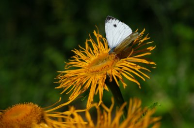 Pieris napi (bělásek řepkový), SK, Tatranská Lomnica, Tatry