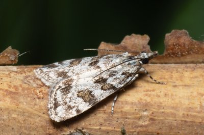 Scoparia sp.