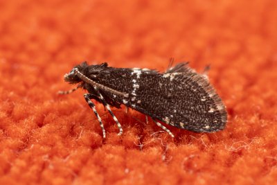Narycia astrella (-)