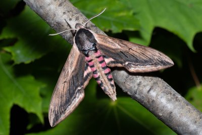 Sphinx ligustri (lišaj šeříkový)