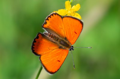 Lycaena dispar (ohniváček černočárný)