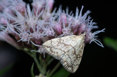Evergestis pallidata (zavíječ)