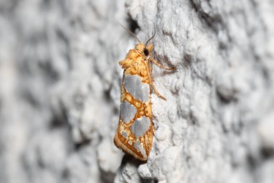 Eugnosta lathoniana (-)