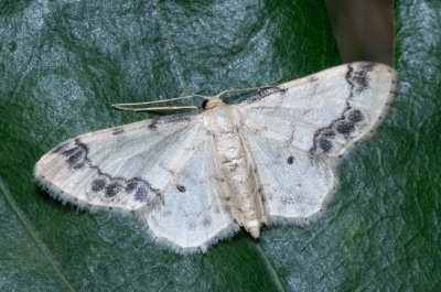 Idaea trigeminata (žlutokřídlec žloutkový)