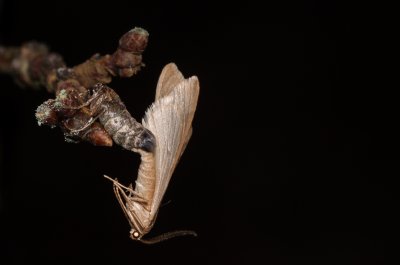 Alsophila aceraria (hedvábnice podzimní)