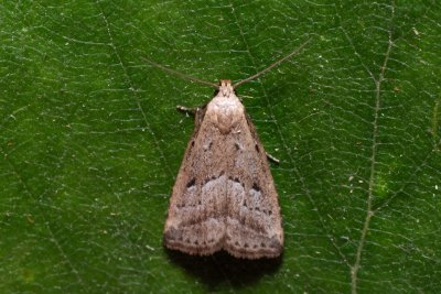 Hypenodes humidalis (můřička rašelinná)