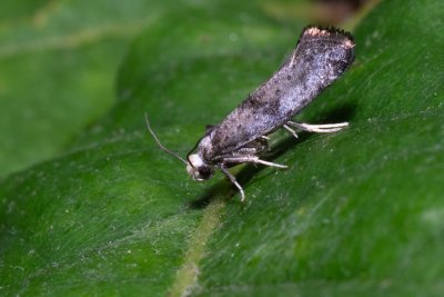 Swammerdamia pyrella (předivka hrušňová)