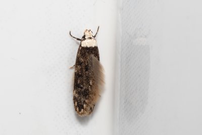 Endrosis sarcitrella (krásněnka skvrnitá)