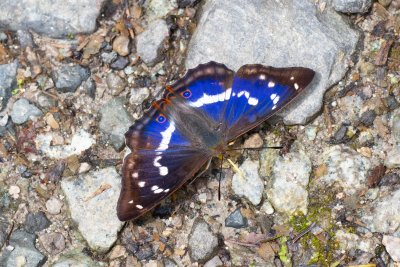 Apatura iris (batolec duhový)