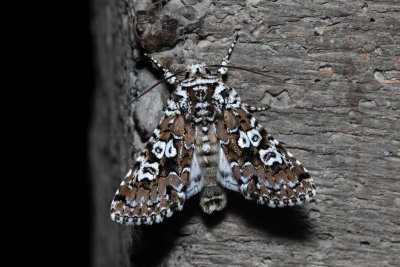 Lamprosticta culta (pestroskvrnka trnková)