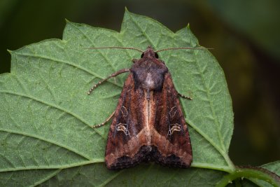 Helotropha leucostigma (šedavka pobřežní)