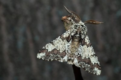Biston strataria (drsnokřídlec lipový)