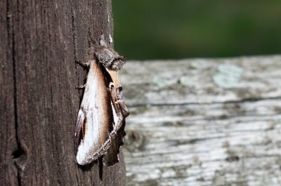 Pheosia gnoma (hřbetozubec běloskvrnný)