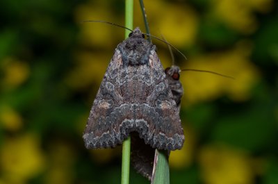 Lacanobia aliena (můra stepní)